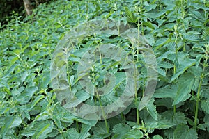 Many stinging nettles in the forest