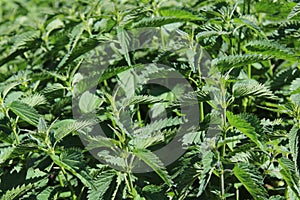 Many stinging nettles in the forest