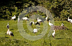 Many storks on meadow