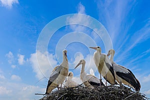 Many storks in a nest against a blue sky with white fluffy clouds