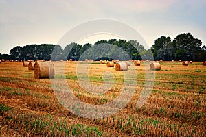 Many straw bales on a field