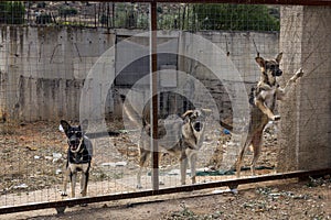 Many stray dogs locked behind mesh. Dog rescue concept