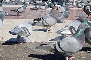 Many street pigeons at Plaza de Cataluna photo