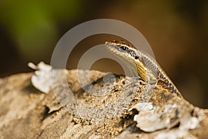 Many-Striped Skink