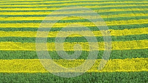 Many Strips Of Blooming Rapeseed Yellow And Green On Agricultural Field Aerial