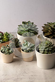 Many succulent plants, indoor potted plant. Beautiful succulents.
