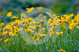 Many summer yellow wildflowers like daisies on a green background. Selective focus.