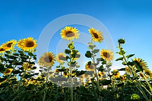 Many sunflowers against blue sky with text free space