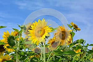 Many sunflowers with blue sky