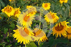 Many sunflowers on the field in the summer