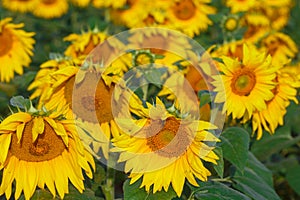 Many sunflowers on the field in the summer