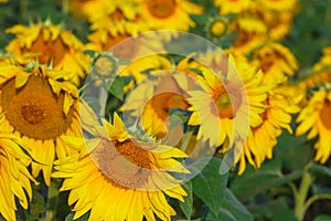 Many sunflowers on the field in the summer