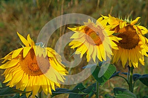 Many sunflowers on the field in the summer