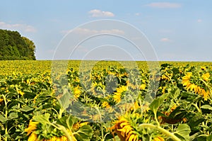 Many sunflowers on the field under blue sky