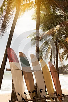 Many surfboards beside coconut trees at summer beach with sun light and blue sky.