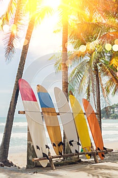 Many surfboards beside coconut trees at summer beach with sun light and blue sky.