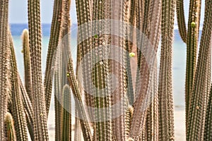 Many tall thin cactus plants growing outdoor, closeup detail