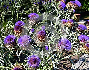 The Many tatarn flowers outside. A closeup