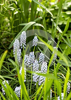 Many tender blue muscovites blooms in spring in green grass on a flower bed