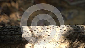 Many terrestrial termites on the tree branch