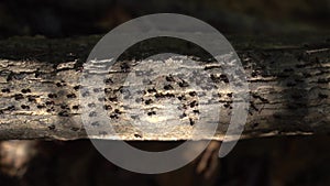 Many terrestrial termites on the tree branch