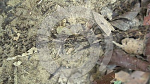 Many terrestrial termites on the tree branch