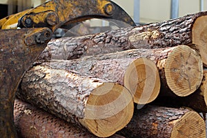 Tree trunks are transported for processing.