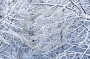 Many thin twigs covered with fluffy white snow. Beautiful snowy forest