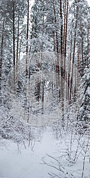 Many thin twigs covered with fluffy white snow. Beautiful winter snowy forest