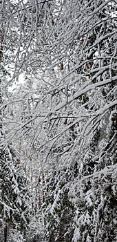 Many thin twigs covered with fluffy white snow. Beautiful winter snowy forest