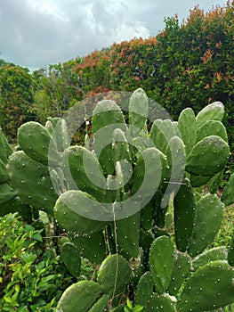 Many thorny cacti grow in swamps but are very beautiful