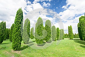Many thuja columna trees in summertime formal garden. Latvia.