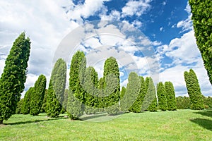 Many thuja columna trees in summertime formal garden. Latvia. photo