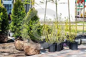 Many thujas tree with burlapped root ball prepared for planting in city park or residential building backyard. Lot of different