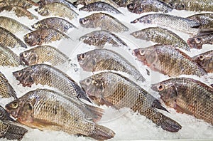 Many tilapia are placed on ice photo