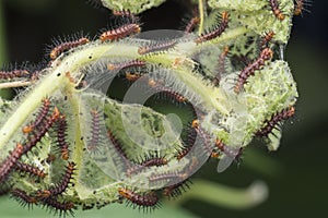 Many tiny tawny coster`s butterfly caterpillars on the green leaves.