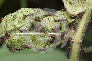Many tiny tawny coster`s butterfly caterpillars on the green leaves.