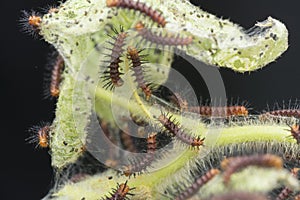 Many tiny tawny coster`s butterfly caterpillars on the green leaves.