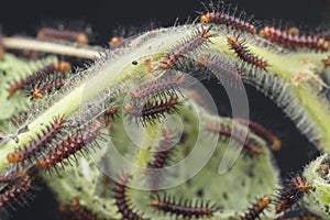 Many tiny tawny coster`s butterfly caterpillars on the green leaves.