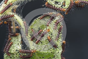 Many tiny tawny coster`s butterfly caterpillars on the green leaves.