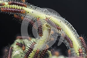 Many tiny tawny coster`s butterfly caterpillars on the green leaves.