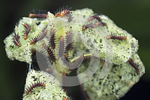 Many tiny tawny coster`s butterfly caterpillars on the green leaves.