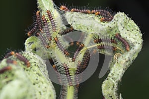 Many tiny tawny coster`s butterfly caterpillars on the green leaves.