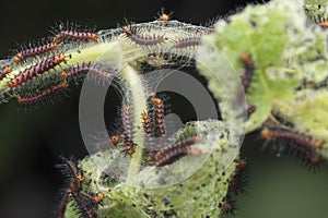 Many tiny tawny coster`s butterfly caterpillars on the green leaves.