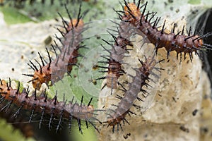 Many tiny tawny coster`s butterfly caterpillars on the green leaves.