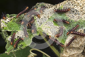 Many tiny tawny coster`s butterfly caterpillars on the green leaves.