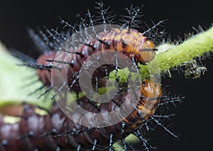 Many tiny tawny coster`s butterfly caterpillars on the green leaves.