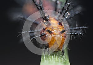 Many tiny tawny coster`s butterfly caterpillars on the green leaves.