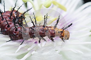 Many tiny tawny coster`s butterfly caterpillars on the green leaves.