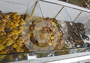 Many toads frogs eels turtles gathered. Bangrak market Koh Samui